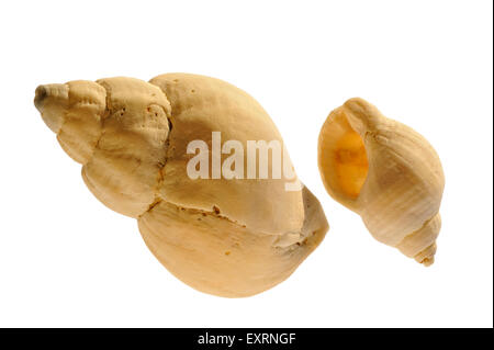 Gemeinsamen Wellhornschnecke (Buccinum Undatum) Muscheln auf weißem Hintergrund Stockfoto