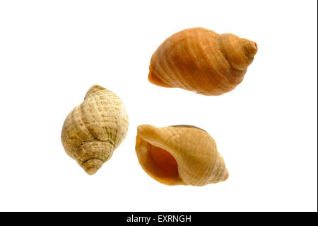 Gemeinsamen Wellhornschnecke (Buccinum Undatum) Muscheln auf weißem Hintergrund Stockfoto