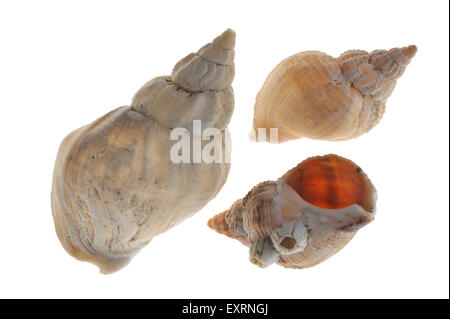 Gemeinsamen Wellhornschnecke (Buccinum Undatum) Muscheln auf weißem Hintergrund Stockfoto