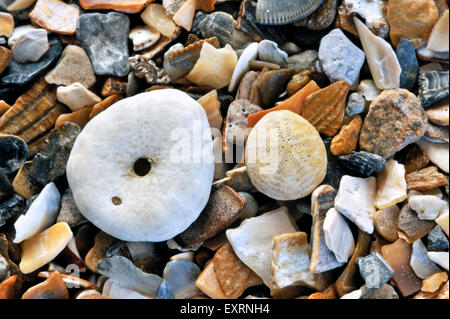 Erbse Seeigel (Echinocyamus percivali) an Strand gespült Stockfoto