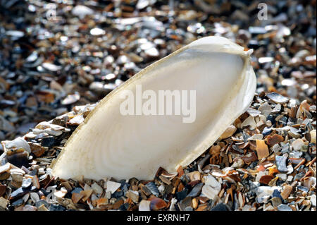 Sepiaschale / Tintenfisch Knochen, Innenschale aus europäischen gemeinsamen Tintenfisch (Sepia Officinalis) an Strand gespült Stockfoto