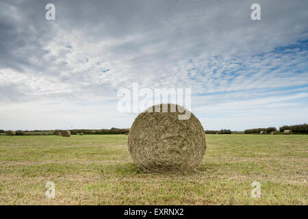 Eine große Runde Heuballen in einem Feld auf einer Farm im Vereinigten Königreich Stockfoto