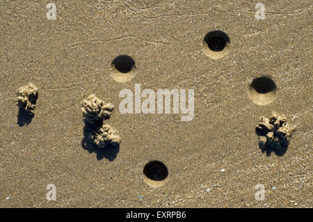 Europäische Lug Wurm / Wattwurm / Sandwurm (Interpretation Marina) burrows zeigt Kopf Ende (Schlag Loch) und Abgüsse von Defaecated Sediment Stockfoto