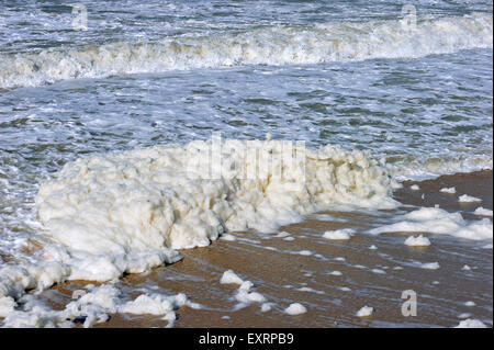 Tube / Sea foam / Schaum-Meer / Strand Schaum gebildet, während der stürmischen Bedingungen und im Anschluss an eine Algenblüte (Phaeocystis) Stockfoto