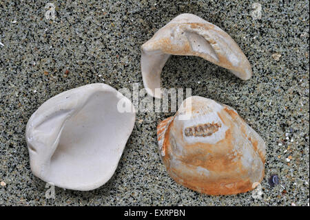 Versteinerte Herzmuscheln (Venericor Planicosta / Megacardita Planicosta) aus dem Eozän am Strand Stockfoto