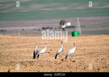 Herde von blauen Kran (Anthropoides Paradiseus) Birdsin gepflügt Felder in der Region Swartland, Südafrika Stockfoto