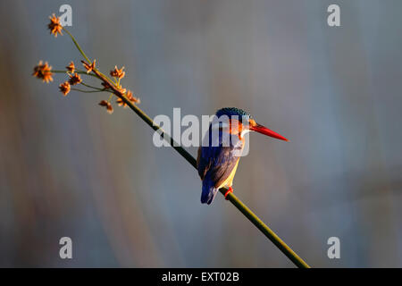 Malachitenkönigsfischer (Alcedo cristata), auf Schilf im Okavangodelta, Botsuana, Südafrika Stockfoto