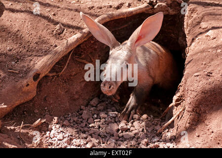 Aardvark (Orycteropus Afer), es ist ein sehr schüchternes Tier, das hier aus der Höhle, Botsuana, Botsuana, Südafrika auftaucht. Stockfoto