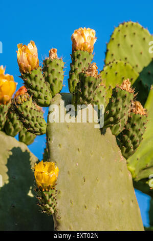 Apulien-Provinz Bari Kaktusfeigen und Blumen, Stockfoto