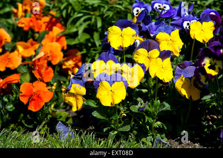 Violen oder Stiefmütterchen Closeup in einem Garten Stockfoto