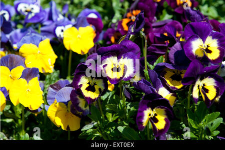 Violen oder Stiefmütterchen Closeup in einem Garten Stockfoto