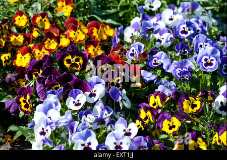 Violen oder Stiefmütterchen Blüten Nahaufnahme in einem Garten Stockfoto