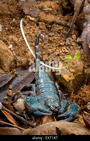 Scorpion Tityus Pachyurus im Regenwald Stock des Nationalpark Cerro Hoya, Provinz Veraguas, Republik von Panama. Stockfoto