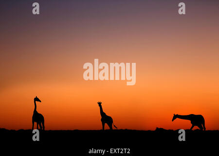 Giraffen bei Sonnenuntergang in Nxai Pan Nationalpark, Botswana, Silhouetts, Sonnenuntergang, Botswana Stockfoto