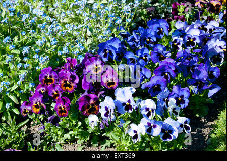 Violen oder Stiefmütterchen Blüten Nahaufnahme in einem Garten Stockfoto