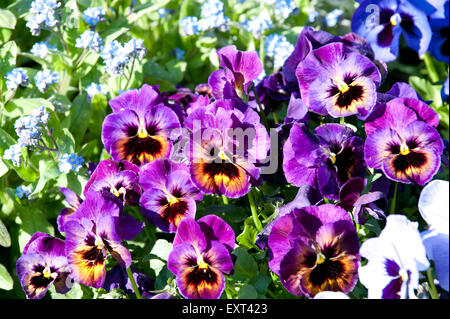 Violen oder Stiefmütterchen Blüten Nahaufnahme in einem Garten Stockfoto