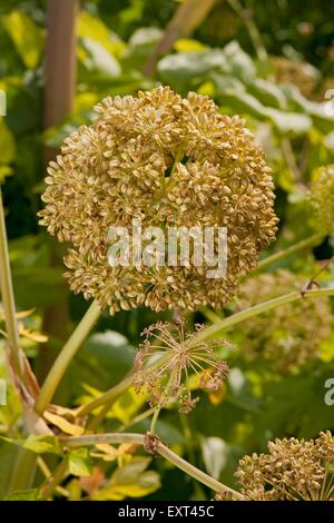 Angelica Archangelica (Garten Angelica) Blütenstand, Nahaufnahme Stockfoto