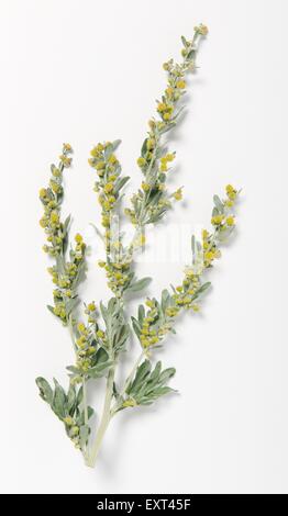 Artemisia Absinthium (Absinthium, Wermut) ergibt sich mit Blättern und gelben Blüten Stockfoto