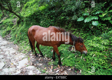 Braune Pferd Essen Rasen auf Bergpfaden in Nepal Stockfoto