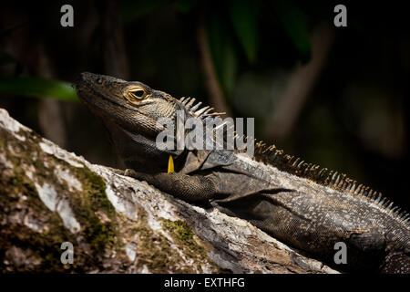 Schwarzer Stachelschwanziguana, Ctenosaura similis, im Mangrovenwald des Isla de Coiba Nationalparks, Provinz Veraguas, Republik Panama. Stockfoto