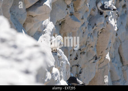 Ein Kittiwake stehend auf einem Felsvorsprung am Seaford, Ostsussex Stockfoto