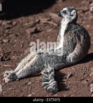 Ring-tailed Lemur in der frühen Morgensonne Stockfoto