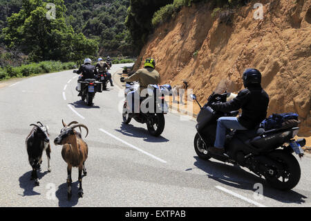 Truppe von Ziegen auf der Straße in der Nähe von Porto in Korsika, Frankreich Stockfoto