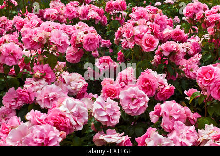 Rosa Floribunda Rosen in ein Blumenbeet hautnah. Stockfoto