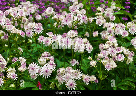 Astrantia große blühende Pflanze in einer krautigen Grenze. Stockfoto