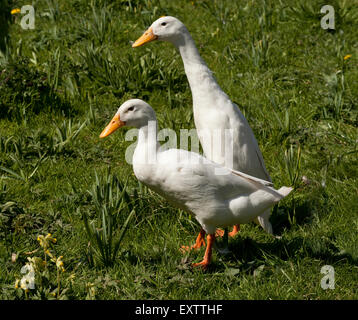 Zwei weiße Enten Indian Runner stehen auf dem Rasen mit Frühling Schlüsselblumen Stockfoto