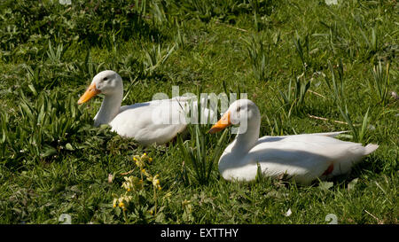 Zwei weiße Indian Runner Enten auf dem Rasen sitzen Stockfoto