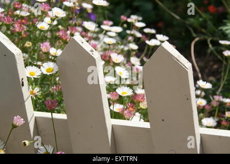 Weiß-rosa Gänseblümchen spähen durch einen weißen Lattenzaun, Garten, New-South.Wales, Australien. Stockfoto