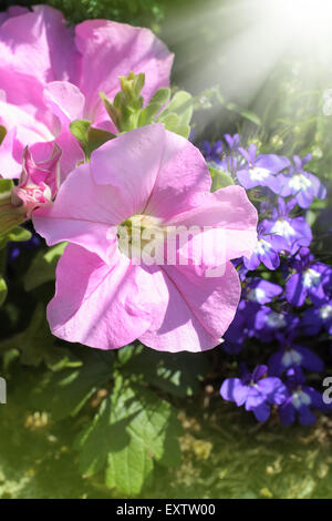 Schöne blass rosa Petunien und lila Lobelien wachsen im Garten mit Lichtstrahlen, Makro erschossen. Stockfoto