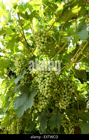 Ernte der Trauben von weißen Trauben am Rebstock Reifen Stockfoto