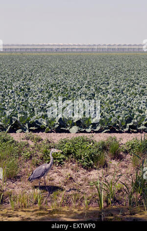 Blue Heron in holländische Landschaft mit Kohlkopffeld und Gewächshäuser in der Nähe von Waddinxveen in das grüne Herz von holland Stockfoto