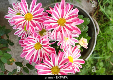 Rot gestreift, grünen und weißen Chrysanthemen Stockfoto