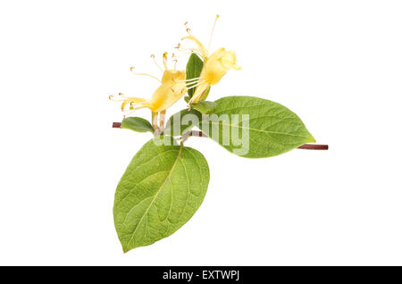 Geißblatt, Lonicera, Blumen und Blätter isoliert gegen weiß Stockfoto