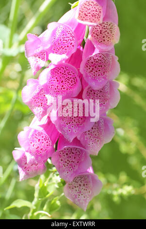 Digitalis Purpurea (gemeinsame Fingerhut), schöne, rosa Blumen wachsen im Garten, Nahaufnahme Schuss Stockfoto