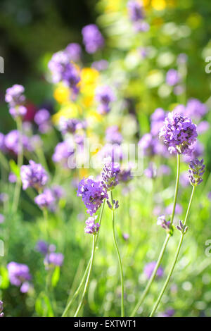 Lavandula Angustifolia (Lavendel oder englischer Lavendel, Lavendel-Wiese in der Sonne, im Garten wachsen Stockfoto