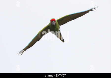 South American Soldatenara (Ara Militaris) im Flug Stockfoto