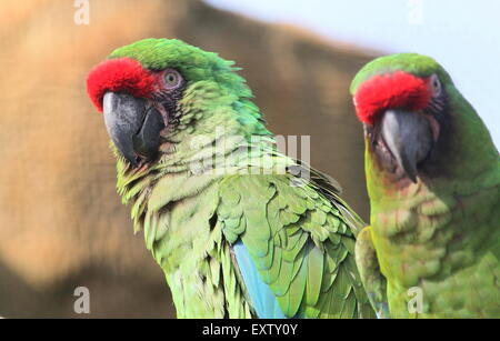 Paar von South American Military Aras (Ara Militaris) Stockfoto