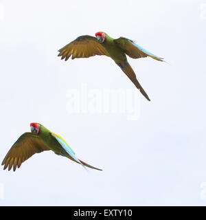 Paar von South American Military Aras (Ara Militaris) im Flug Stockfoto