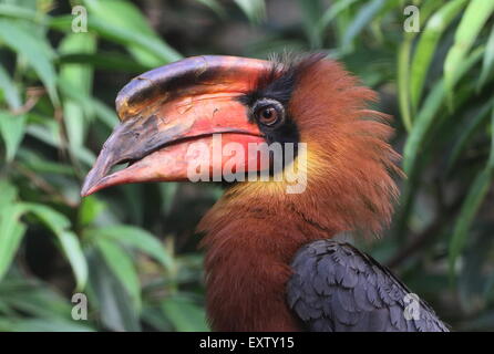 Männlicher asiatischer Rufous-Hornvogel (Buceros hydrocorax), auch bekannt als Philippinischer Hornvogel Stockfoto