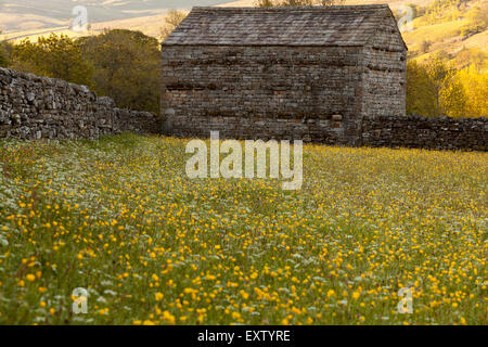 Yorkshire Dales, Heu Wiese und Scheune im Sommer. sonniger Tag. Stockfoto