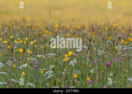 Mähwiesen in den Yorkshire Dales, Swaledale, Schöllkraut, Butterblumen Stockfoto