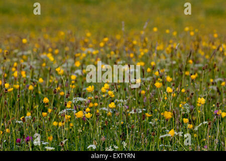Mähwiesen in den Yorkshire Dales, Swaledale, Schöllkraut, Butterblumen Stockfoto