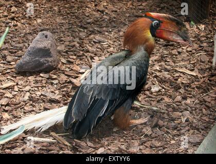 Asiatische Rufous Hornbill (Buceros Hydrocorax), auch bekannt als Philippine Hornbill - Gefangener Vogel, Käfig rechts sichtbar Stockfoto