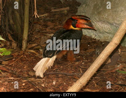 Männlicher asiatischer Rufous-Hornvogel (Buceros hydrocorax), auch bekannt als philippinischer Hornvogel auf dem Waldboden Stockfoto