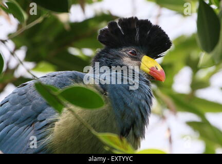 Zentralen afrikanischen großer blauer Turaco (Corythaeola Cristata) Stockfoto