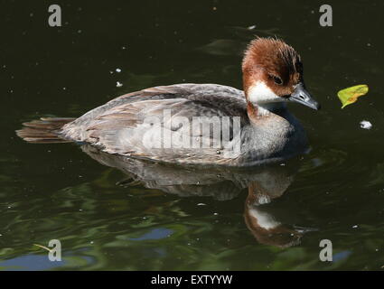 Weiblichen europäischen Zwergsäger (Mergellus Albellus), a.k.a. rothaarige Zwergsäger Stockfoto